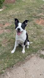 Lost Male Dog last seen Wilshire &7820 Lyrewood Ln. (Lakewood Estate) Oklahoma City, Ok , Oklahoma City, OK 73132
