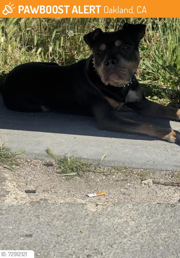 Found/Stray Male Dog last seen Lakeshore Ave and Wesley, Oakland, CA 94606