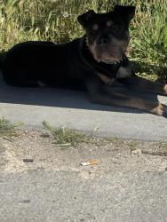 Found/Stray Male Dog last seen Lakeshore Ave and Wesley, Oakland, CA 94606