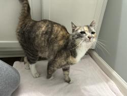 Reunited Unknown Cat last seen 109th and winnetka , Brooklyn Park, MN 55445