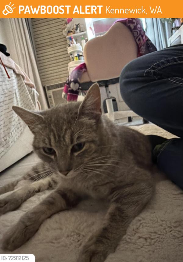 Found/Stray Male Cat last seen Yokes Fresh Market, Kennewick, WA 99337