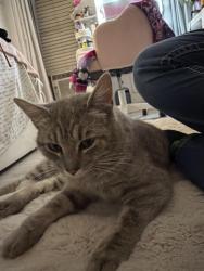Found/Stray Male Cat last seen Yokes Fresh Market, Kennewick, WA 99337