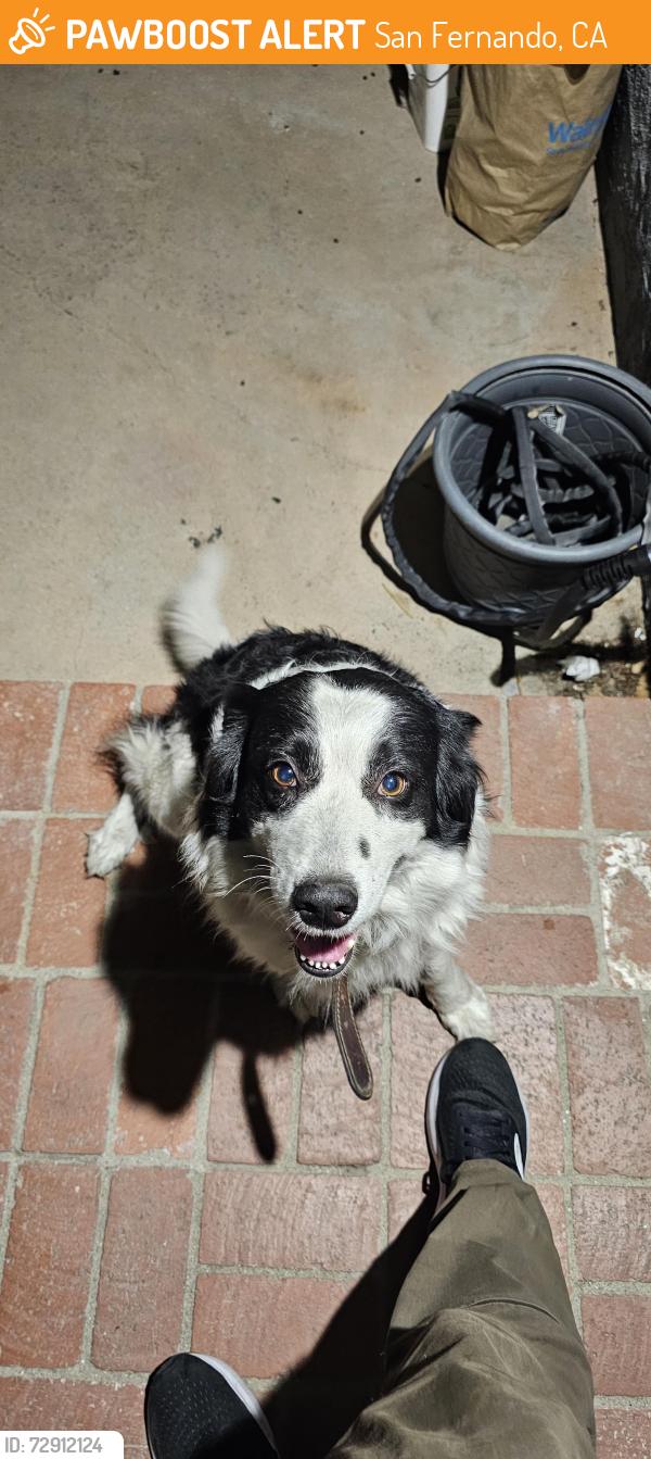Found/Stray Unknown Dog last seen Del sur & Bradley , San Fernando, CA 91340