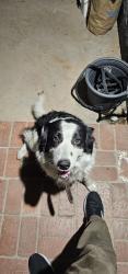 Found/Stray Unknown Dog last seen Del sur & Bradley , San Fernando, CA 91340
