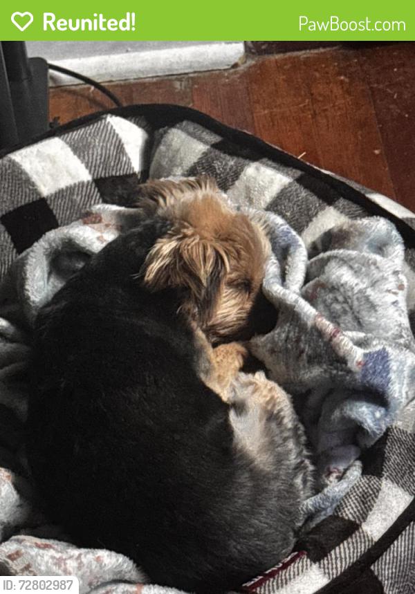 Reunited Male Dog last seen Near willett street, New York, NY 10002