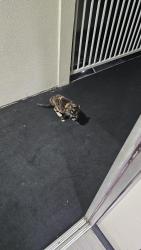 Found/Stray Female Cat last seen Uptown Oasis San Jose hotel, 2nd floor! Just seen 10:50pm, San Jose, CA 95112