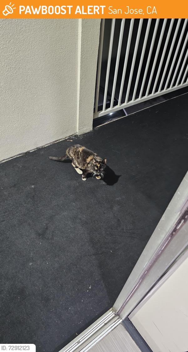 Found/Stray Female Cat last seen Uptown Oasis San Jose hotel, 2nd floor! Just seen 10:50pm, San Jose, CA 95112