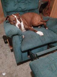Reunited Male Dog last seen Caney creek rd, Murphy, NC 28906