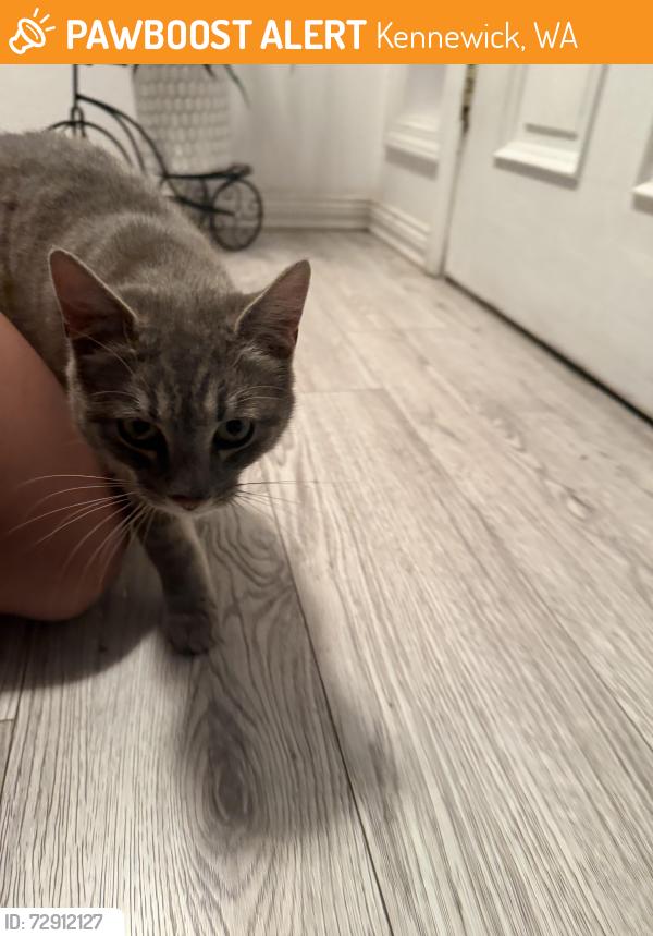 Found/Stray Male Cat last seen Yokes on W 27th Ave, Kennewick, WA 99337