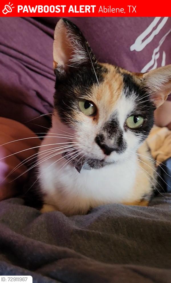 Lost Female Cat last seen Styles & South 1st/2nd Area, near Alsups & Dollar General, Abilene, TX 79603