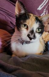 Lost Female Cat last seen Styles & South 1st/2nd Area, near Alsups & Dollar General, Abilene, TX 79603