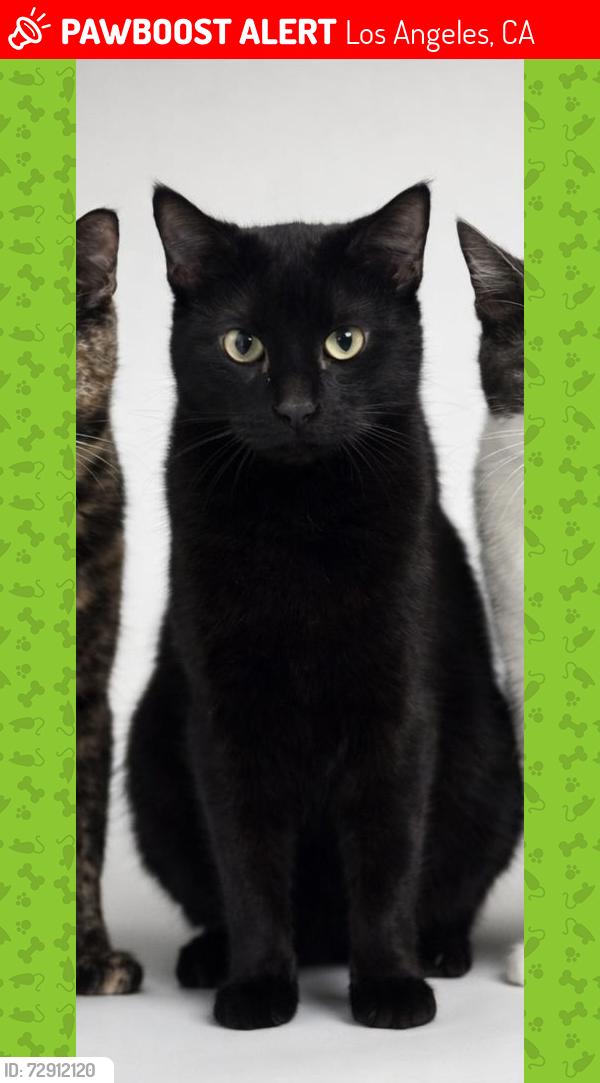 Lost Male Cat last seen Compton st and 95th st , Los Angeles, CA 90059