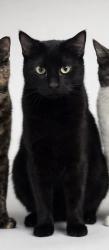 Lost Male Cat last seen Compton st and 95th st , Los Angeles, CA 90059