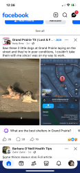 Found/Stray Unknown Dog last seen Columnine LN and Edelweise Dr, Arlington, TX 76012