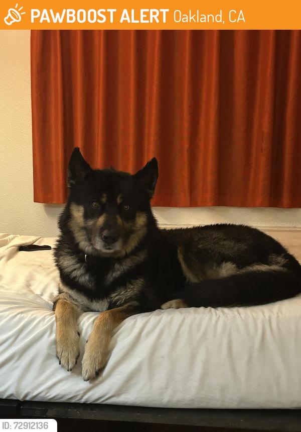 Found/Stray Male Dog last seen international blvd, Oakland, CA 93601