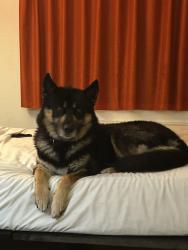 Found/Stray Male Dog last seen international blvd, Oakland, CA 93601