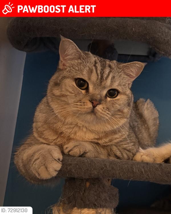 Lost Male Cat last seen Montague park , Berkshire, England RG40 1JT