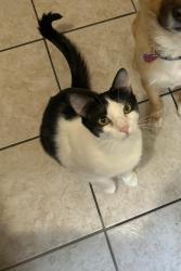 Reunited Male Cat last seen Cranfort /7th st , Riverside, CA 92507