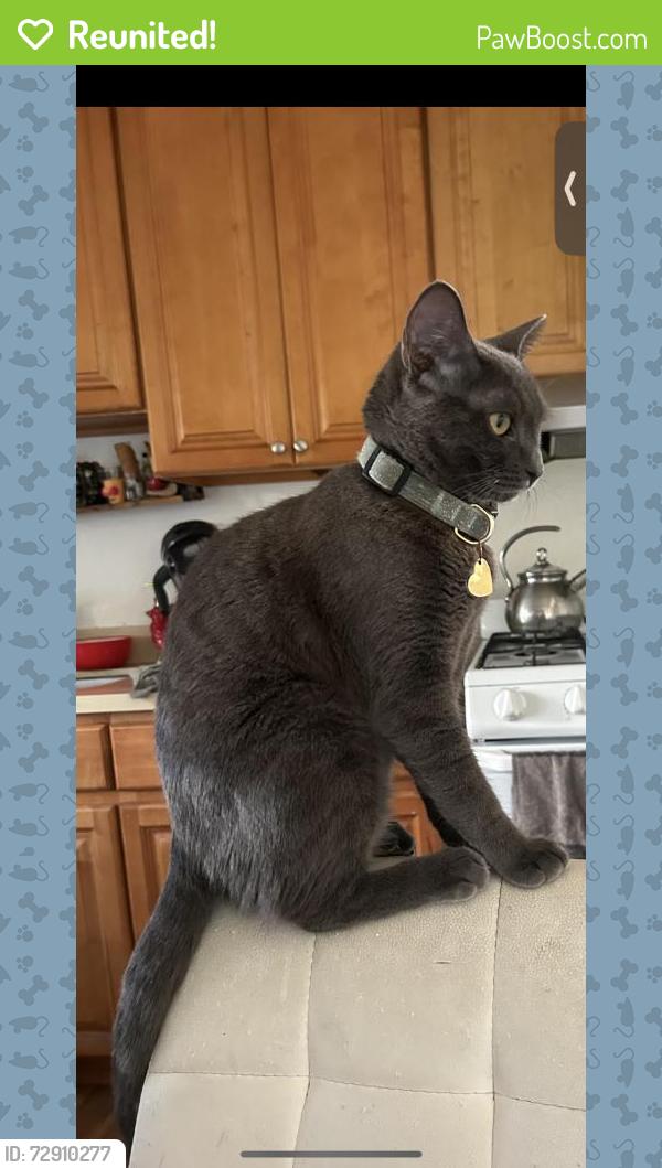 Reunited Female Cat last seen Near Harness St, Spring Valley, CA 91977, USA, Spring Valley, CA 91977