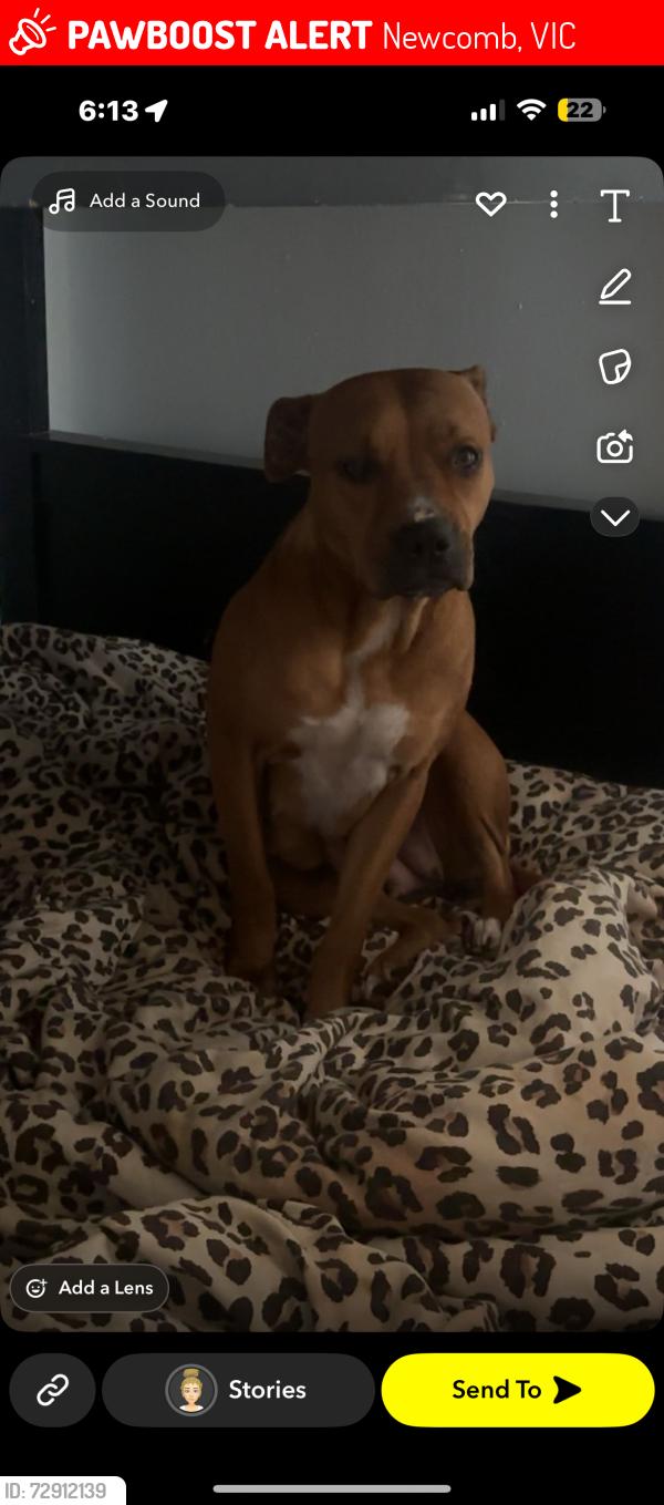 Lost Female Dog last seen Ormond road , Newcomb, VIC 3219