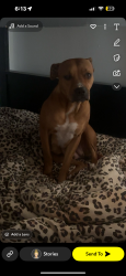 Lost Female Dog last seen Ormond road , Newcomb, VIC 3219