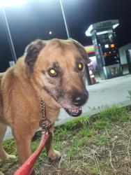 Reunited Female Dog last seen On Avocado, 1 block north of Fuerte, Casa de Oro-Mount Helix, CA 91941