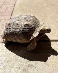 Lost Unknown Other last seen Indian school and 79th dr, Phoenix, AZ 85033