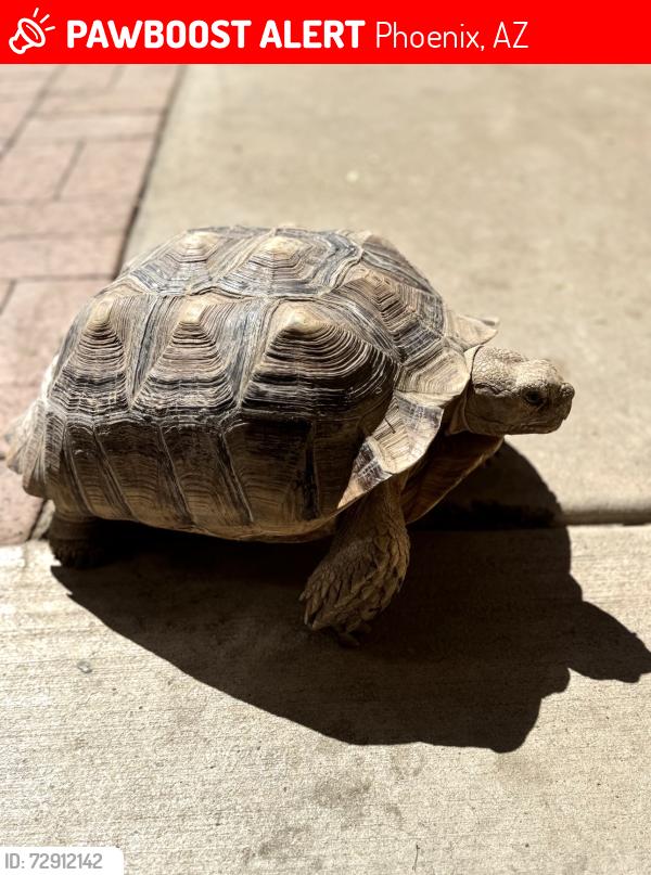 Lost Unknown Other last seen Indian school and 79th dr, Phoenix, AZ 85033