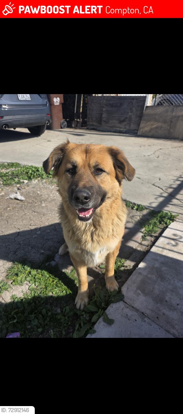 Lost Female Dog last seen Central and Caldwell, Compton, CA 90220