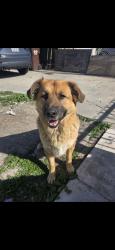 Lost Female Dog last seen Central and Caldwell, Compton, CA 90220