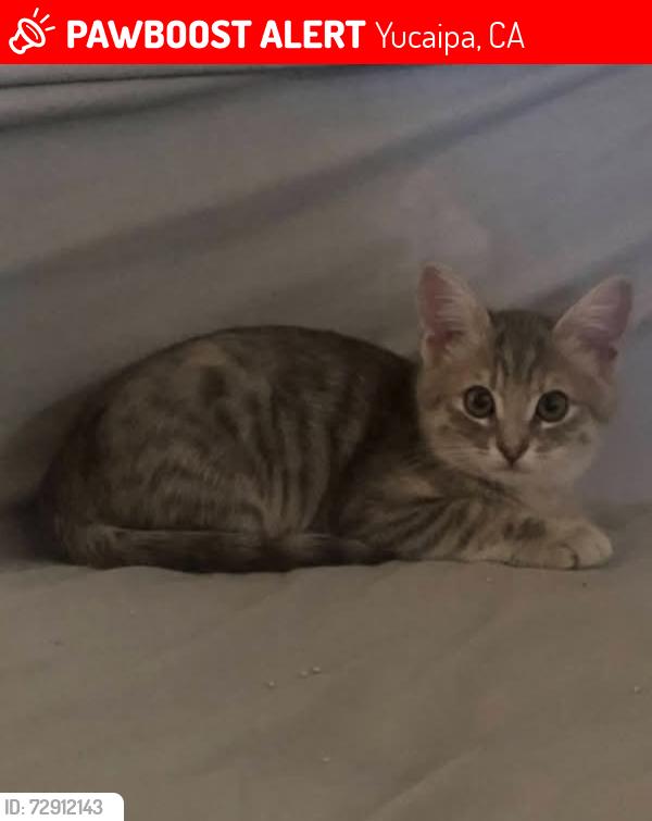 Lost Female Cat last seen In front yard , Yucaipa, CA 92399