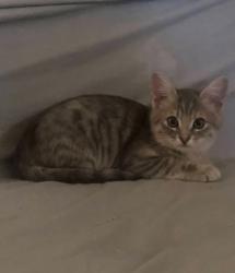 Lost Female Cat last seen In front yard , Yucaipa, CA 92399
