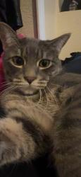 Reunited Male Cat last seen Found him today! He got some rest and ate some food! Thank you, Colorado Springs, CO 80916
