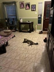 Reunited Female Cat last seen E Greenwick Loop, Houston, TX 77085