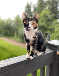Lost Female Cat last seen 198th St E/ 97th Ave Ct E, Graham, WA 98338