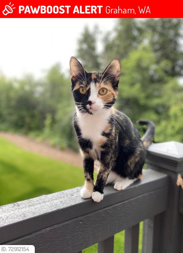 Lost Female Cat last seen 198th St E/ 97th Ave Ct E, Graham, WA 98338