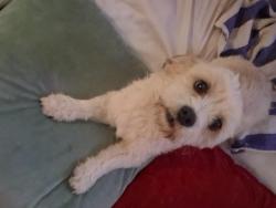 Found/Stray Male Dog last seen Redlands and Jarvis, Perris, CA 92571