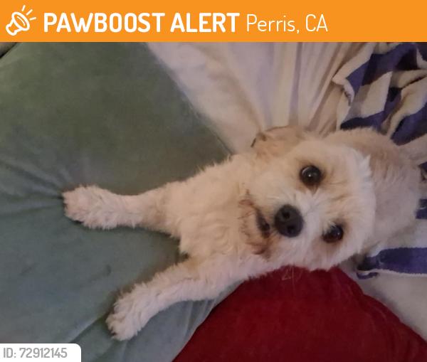 Found/Stray Male Dog last seen Redlands and Jarvis, Perris, CA 92571