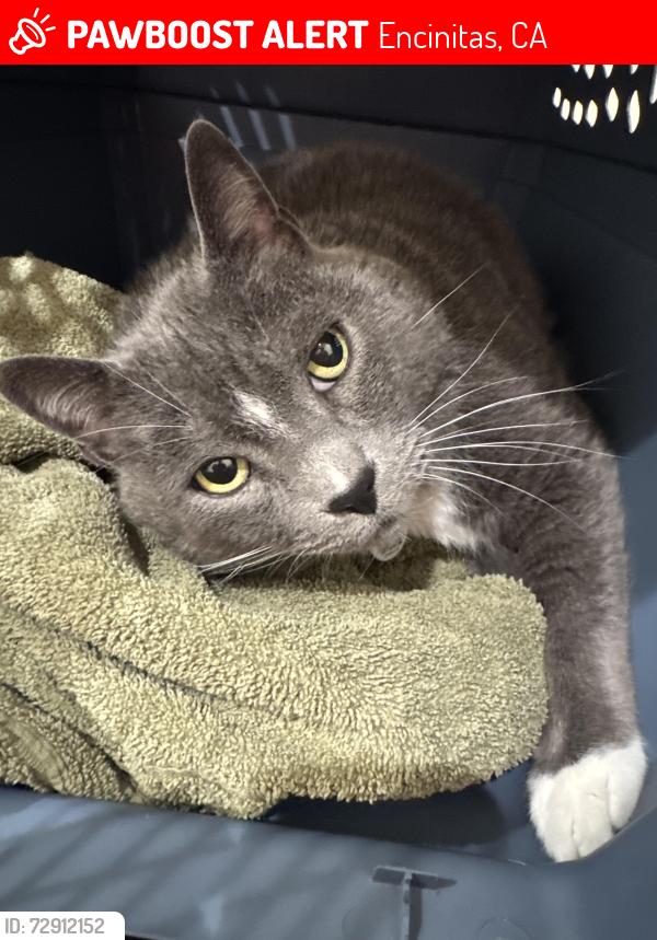 Lost Male Cat last seen Evergreen & Santa Fe , Encinitas, CA 92007