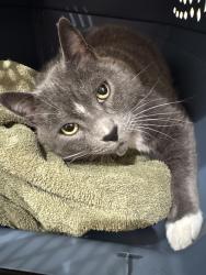 Lost Male Cat last seen Evergreen & Santa Fe , Encinitas, CA 92007