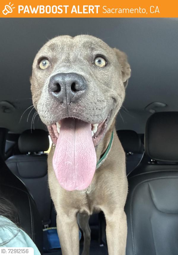 Found/Stray Female Dog last seen Freeport Blvd & Sutterville Rd, Sacramento, CA 95822