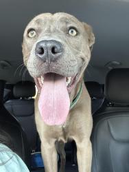 Found/Stray Female Dog last seen Freeport Blvd & Sutterville Rd, Sacramento, CA 95822