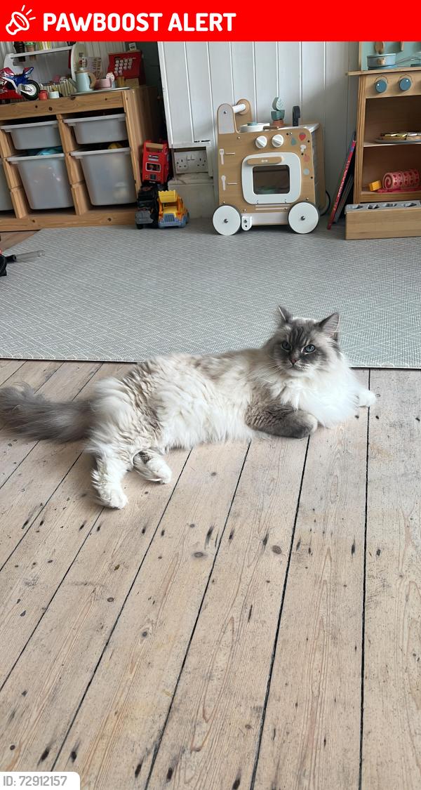 Lost Male Cat last seen Dewsbury Road London NW10 1EL, Greater London, England NW10 1EL