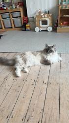Lost Male Cat last seen Dewsbury Road London NW10 1EL, Greater London, England NW10 1EL