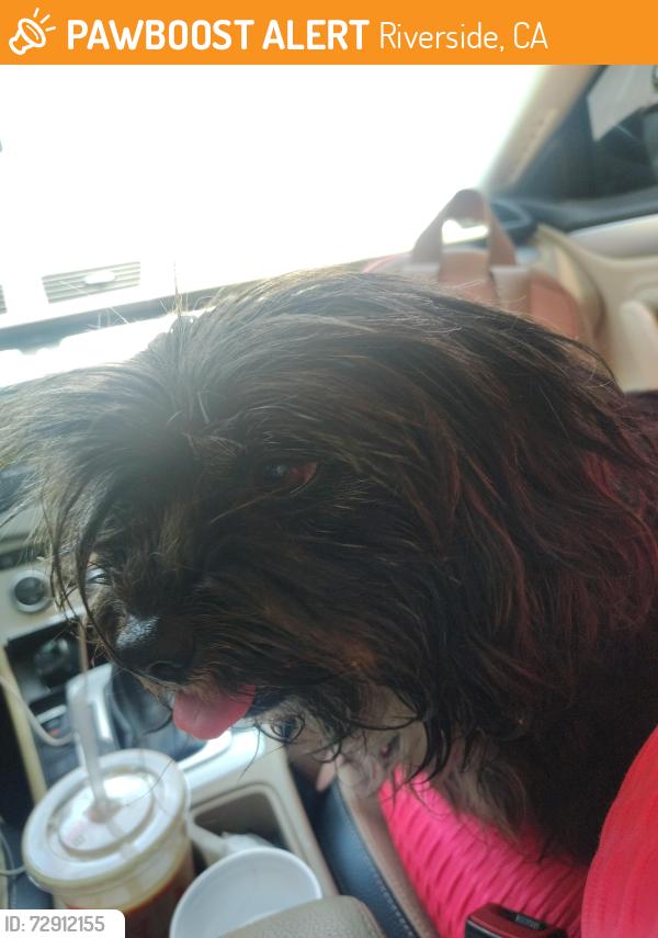 Found/Stray Unknown Dog last seen Mission Blvd jurupa valley CA , Riverside, CA 92509