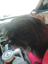 Found/Stray Unknown Dog last seen Mission Blvd jurupa valley CA , Riverside, CA 92509