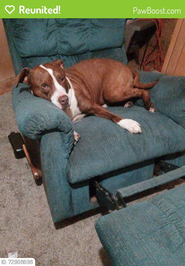 Reunited Male Dog last seen Caney creek rd, Murphy, NC 28906