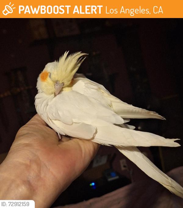 Found/Stray Unknown Bird last seen Chatsworth elementary topanga and Devonshire , Los Angeles, CA 91311