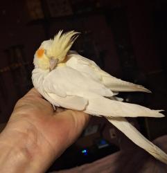Found/Stray Unknown Bird last seen Chatsworth elementary topanga and Devonshire , Los Angeles, CA 91311