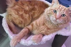 Lost Male Cat last seen Mazana DR, Hemet, CA 92543
